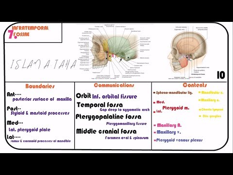 7. Infratemporal fossa
