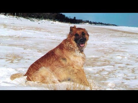 Angela Predhomme - If I Could Love Like My Dog (Lyrics)