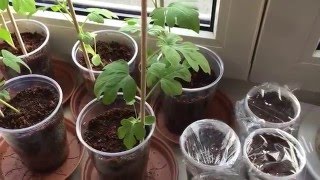 Venusfliegenfallen keimen nach 2 Tagen!?!? Normal oder Unnormal?