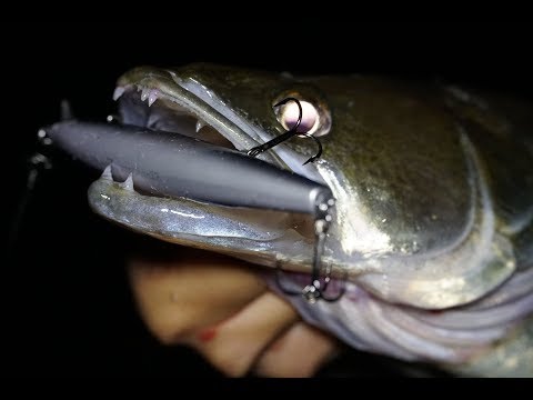 Pike-perch are completely out of control! Pike-perch fishing with lures at night in the lake