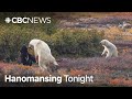 Man Recounts Seeing Polar Bear And Black Bear Fight In Labrador Hanomansing Tonight