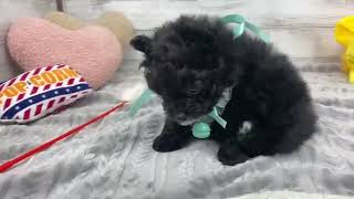 ハーフ犬の動画01