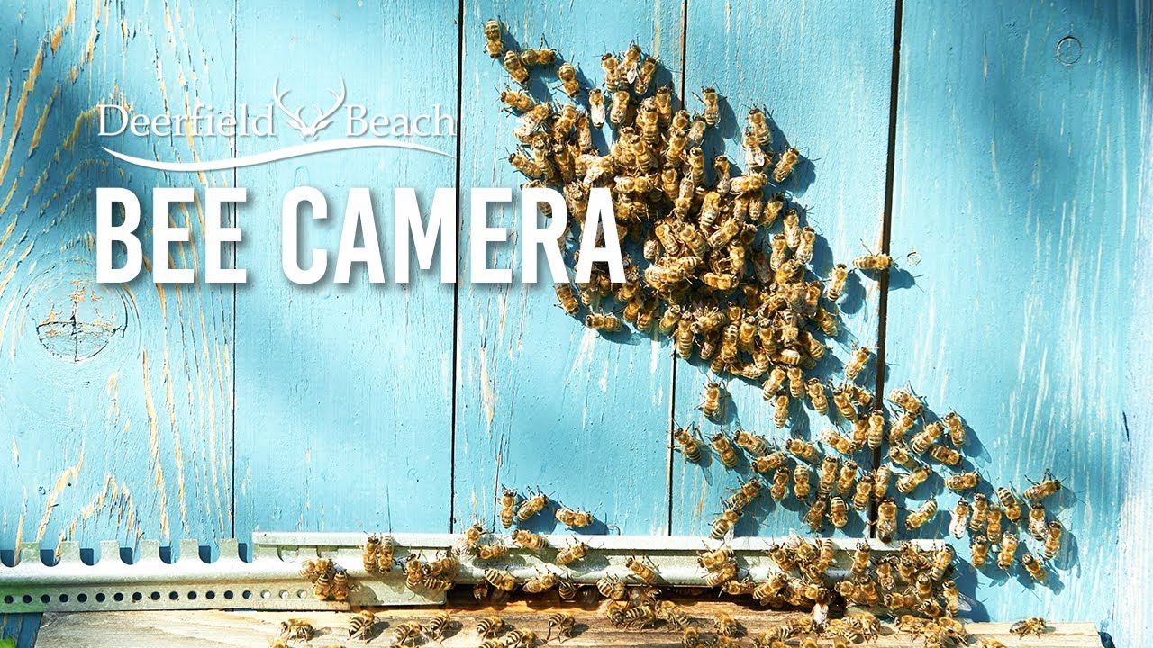 Live webcam view of Deerfield Beach Bee Apiary Cam