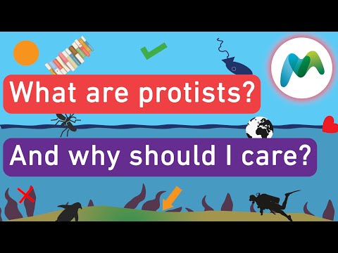 What are protists?