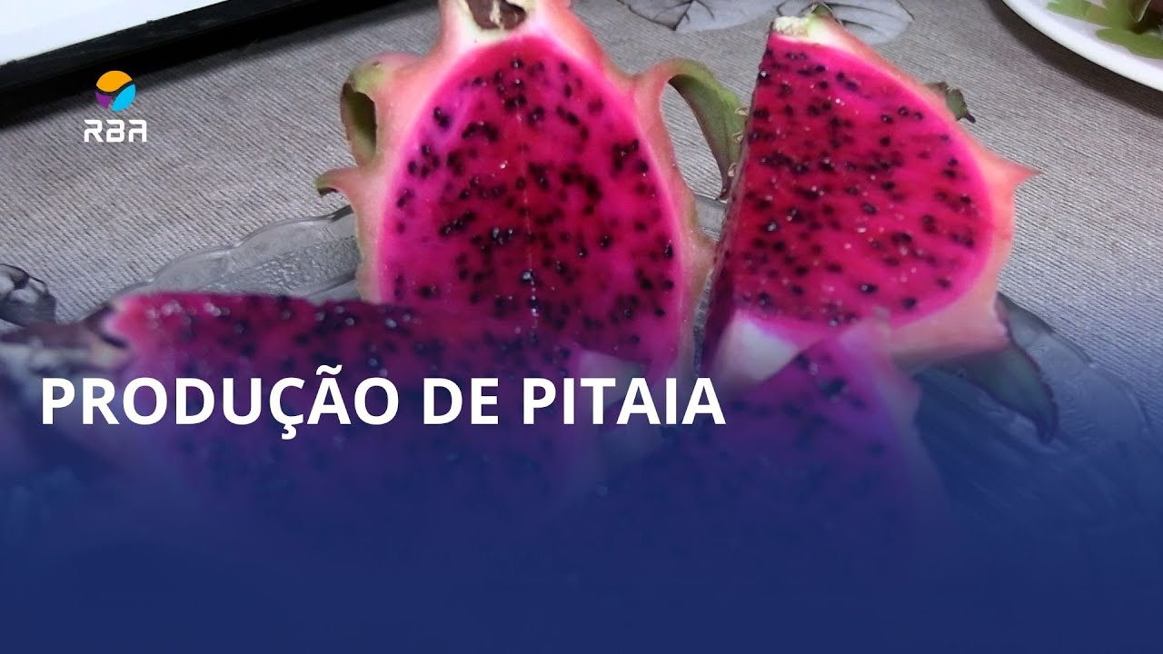 Pitaias maduras e produção garantida