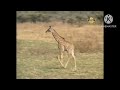 BabyTV Bim And Bam In The Animal World