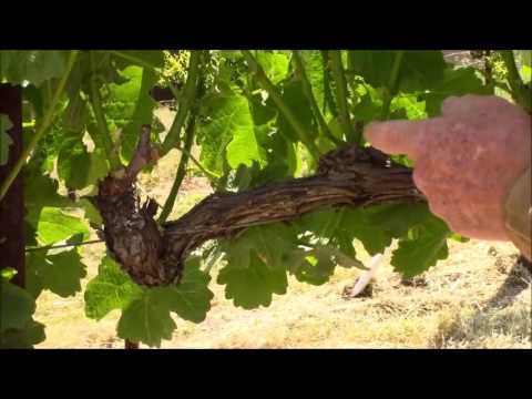 Shoot Thinning with Bill Sisler