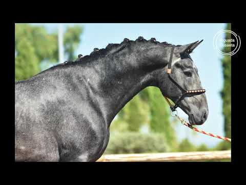 Util de susaeta - Sired by Doblon - Tr - 3 year´s old - Spanish Stallion