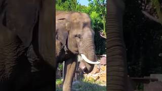 Download lagu GEMURUH SUARA GAJAH MEMANGGIL BETINA #animals #hewanlucu mp3