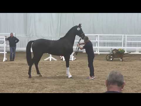 Hengst von Cadeau Noir 1