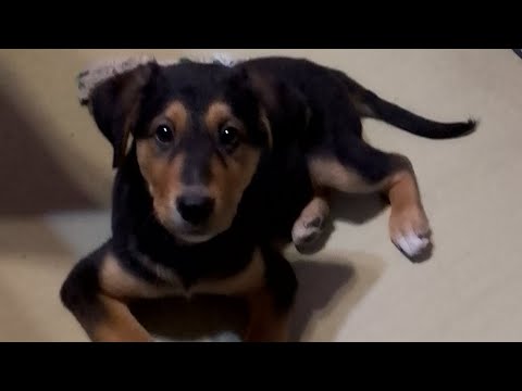 Jak Denny vypadá teď ?🐶