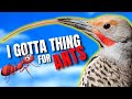 A Lot of Birds Will Avoid Ants But Not the Northern Flicker
