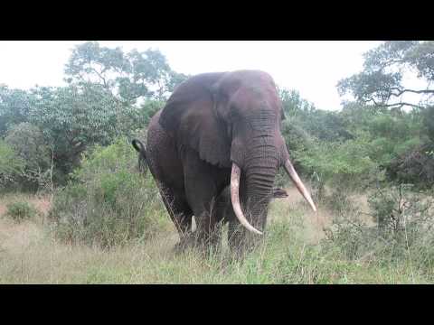 Elephant and wildebeest