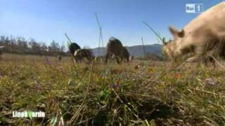 preview picture of video 'linea verde maiale brado di Norcia'