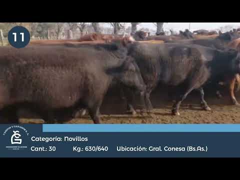 Lote Novillos UE Hilton - Conesa, San Nicolas Bs As