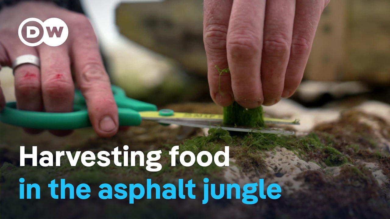 Urban foraging for food - Fresh, tasty and free | DW Documentary