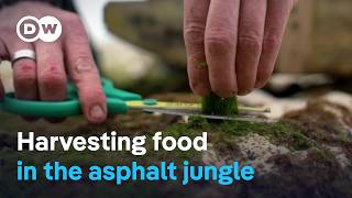 Urban foraging for food - Fresh, tasty and free | DW Documentary