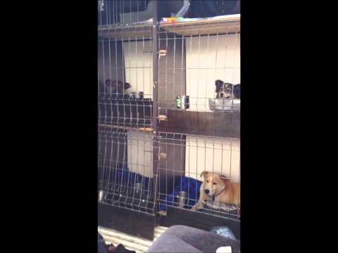 Our Rescued Romanian Street Dogs - Hessa's Homeless Hounds