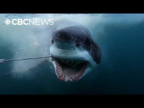 New documentary looks at thousands of sharks off Nova Scotia