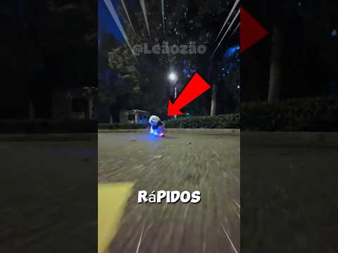 ⚡ Os CÃES 🐶 mais RÁPIDOS ⚡ do MUNDO #animais #bichos #curiosidades