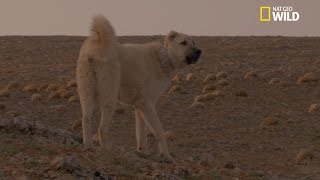 Le berger d'Anatolie