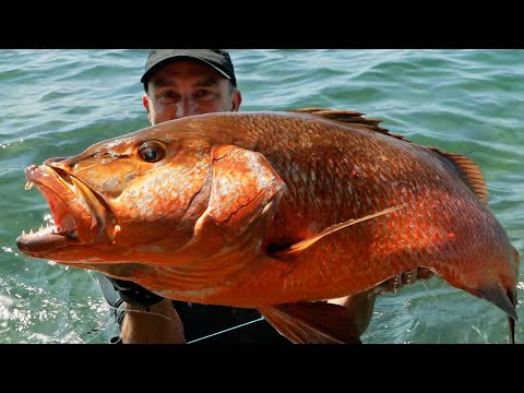 UN MONSTRE SURPUISSANT AUX DENTS ÉNORMES - Cyril Chauquet