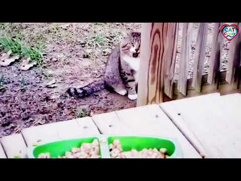 How A Feral Cat Found Comfort And Became A Couch Potato