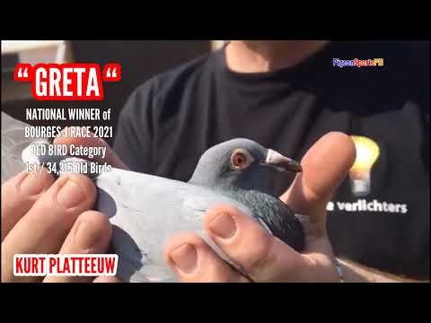 Kurt Platteeuw National Winner Bourges 1 Race 2021 Old Birds