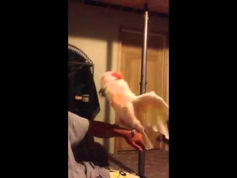 4chan /wsg/ - Laughing parrot