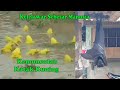 Rare Phenomenon Of Yellow Frogs And Bats The Size Of Humans Appearing
