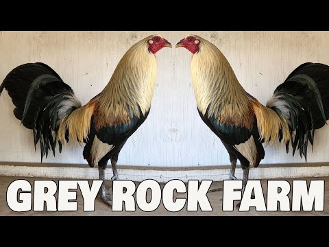 Grey Rock Farm - Home Of The Chocolate Grey California Farm Visit