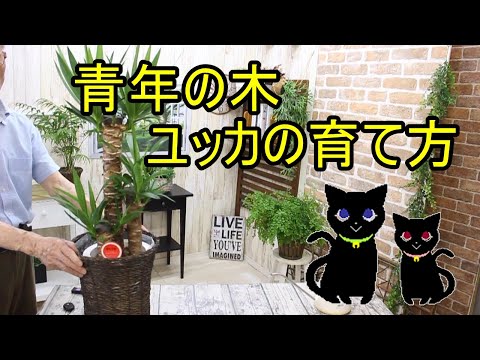 屋外のユッカを適切に維持して現代の景観を向上させるにはどうすればよいでしょうか?  庭園