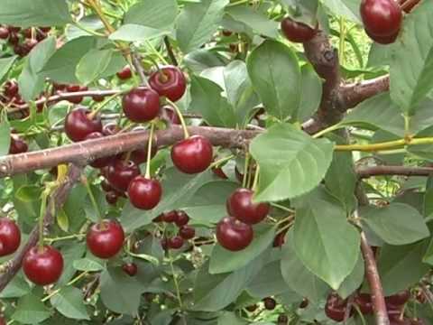 NAŠA SELA, , OBLAČINSKA VIŠNJA, BRENDIRANJE