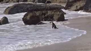 preview picture of video 'Boulders Beach penguin goes for a swim'