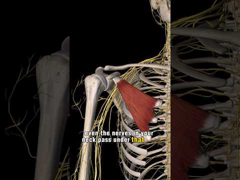 Your stiff pec muscle could be causing neck and shoulder and pain. #mobilitytips #bjj #mobility