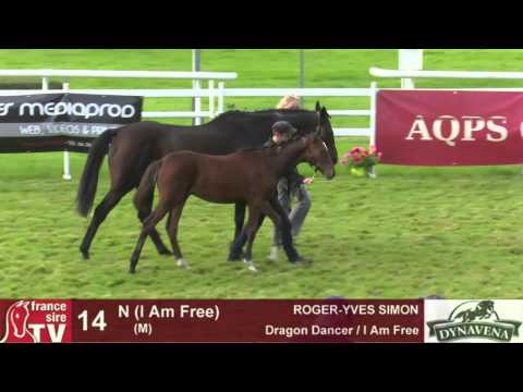 Show AQPS 2015 : lot 14 - N - M15 - Dragon Dancer & I Am Free