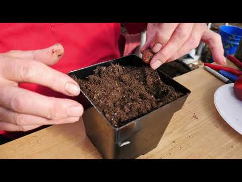 image-How long does it take for a peach pit to grow into a tree?