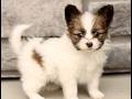 Papillon dogs for sale: Chelsea  - Video 1