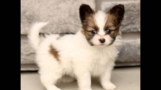 Video preview image #1 Papillon Puppy For Sale in GORDONVILLE, PA, USA