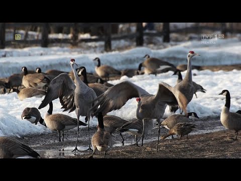 Taniec żurawi (2024) Film Przyrodniczy PL