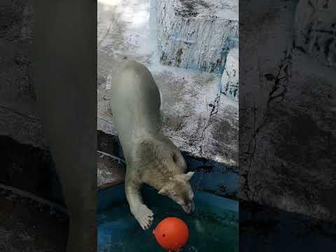 ホッキョクグマの生息地が溶けつつある