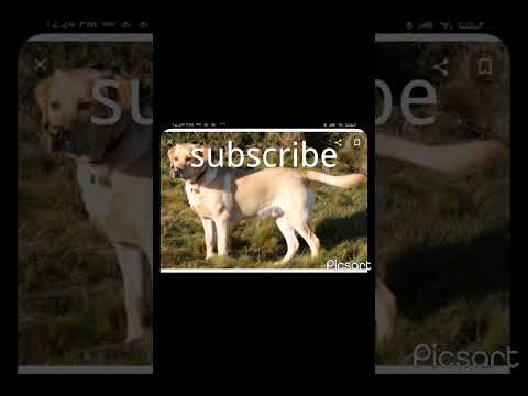 what's you dog breed #shorts