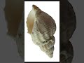 Shankh Sound Conch Sfx Sfx Soundeffects Shankh Conch
