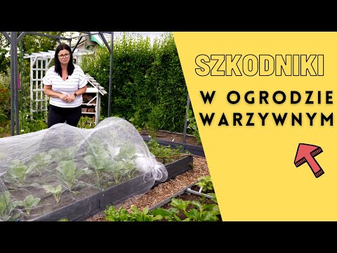 Szkodniki w ogrodzie warzywnym. Mszyca, przędziorki, ślimaki i inne. Uprawa warzyw.