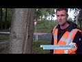 Variatie en zonnebrand moet bomen helpen bij veranderend klimaat