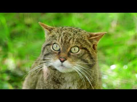 ALLADALE  WILDERNESS RESERVE (A rewilding haven where Golden Eagles and Wildcats Star)