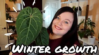 Anthurium Plant Tour | Winter Growth Updates