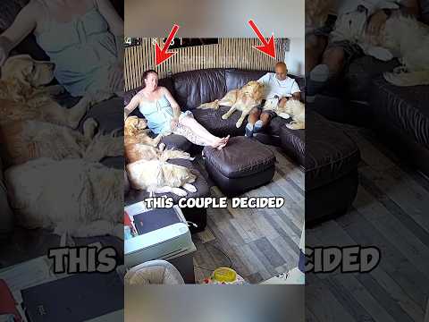 Dogs React to their Owners Leaving! (via: 5_shades_of_golden/TT) #shorts #trending #viral #funny