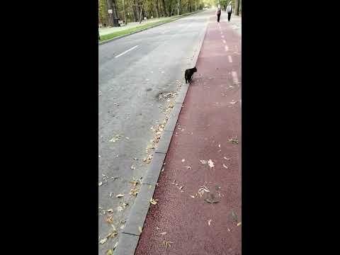 Imagini din Crangul Petresti