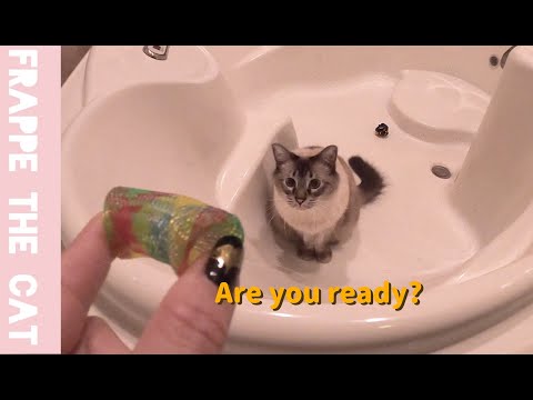 Balinese cat loves to play in a bathtub. He doesn't like taking a bath but loves to play in there.